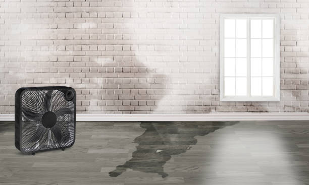 Best Water damage restoration services  in Holliday, TX